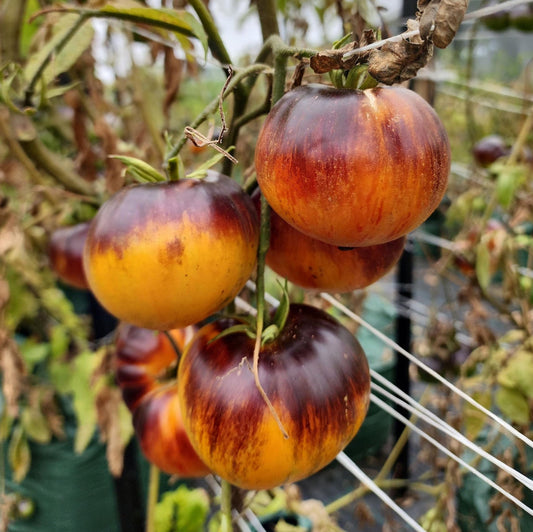 TOMATO 'Alice's Dream'
