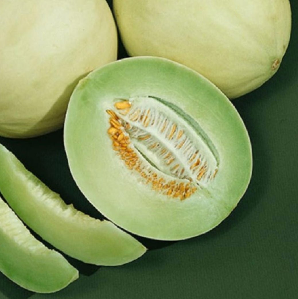 MELON 'Green Flesh Honeydew'