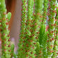 Crassula muscosa 'Worms' --Watch Chain Plant--