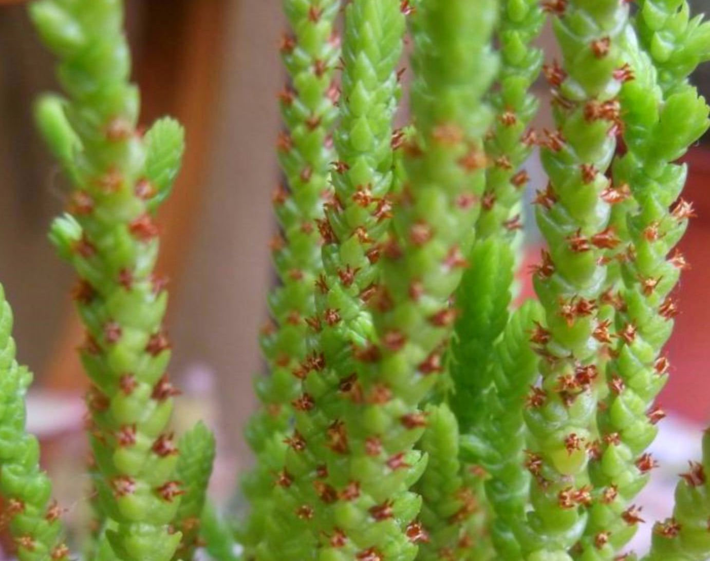 Crassula muscosa 'Worms' --Watch Chain Plant--