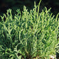 Crassula muscosa 'Worms' --Watch Chain Plant--