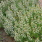 Monarda punctata --Spotted Bee Balm--