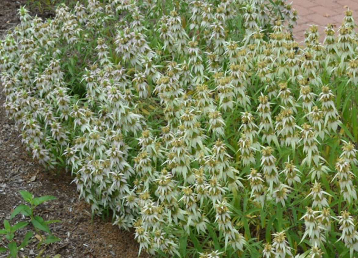 Monarda punctata --Spotted Bee Balm--