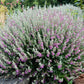 Teucrium marum --Mediterranean Germander--