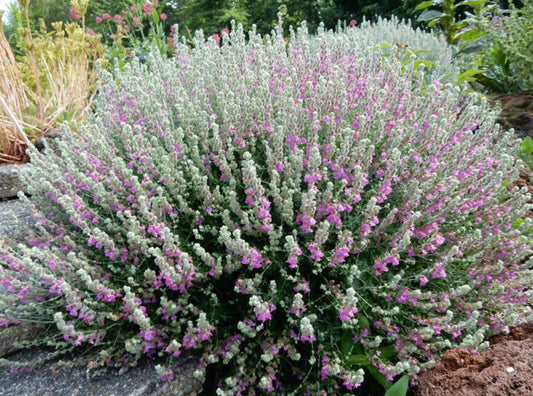 Teucrium marum --Mediterranean Germander--
