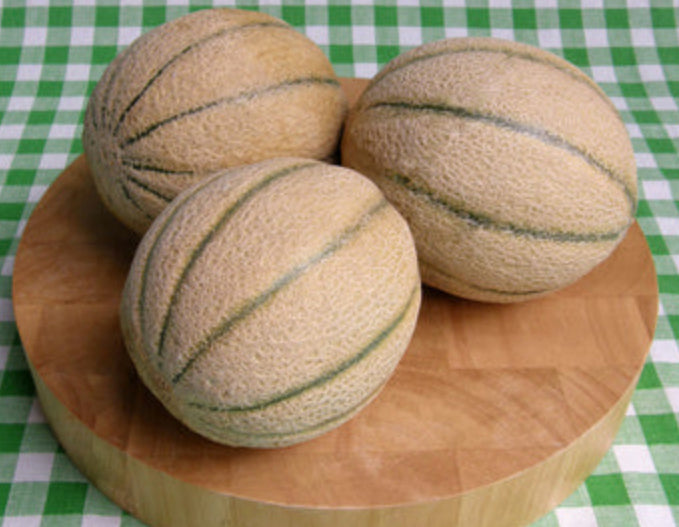 MELON 'Napoli Tuscan Muskmelon'