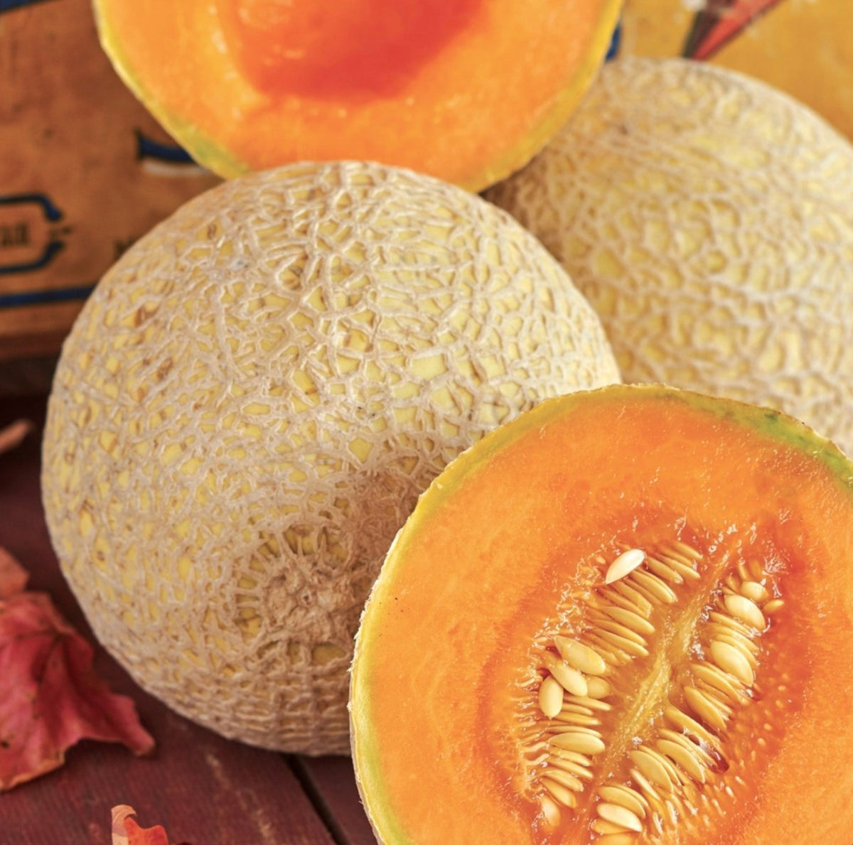 MELON 'Hearts of Gold Cantaloupe'