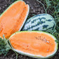 MELON 'OrangeGlo Watermelon'