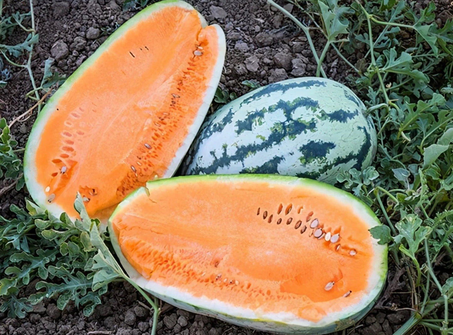 MELON 'OrangeGlo Watermelon'