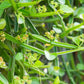 BONE SETTER --Cissus quadrangularis--