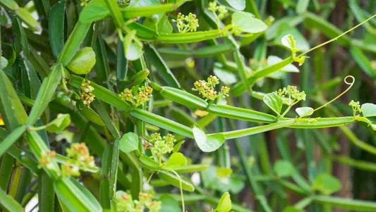BONE SETTER --Cissus quadrangularis--