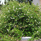 PLUM 'Natal' --Carissa macrocarpa--