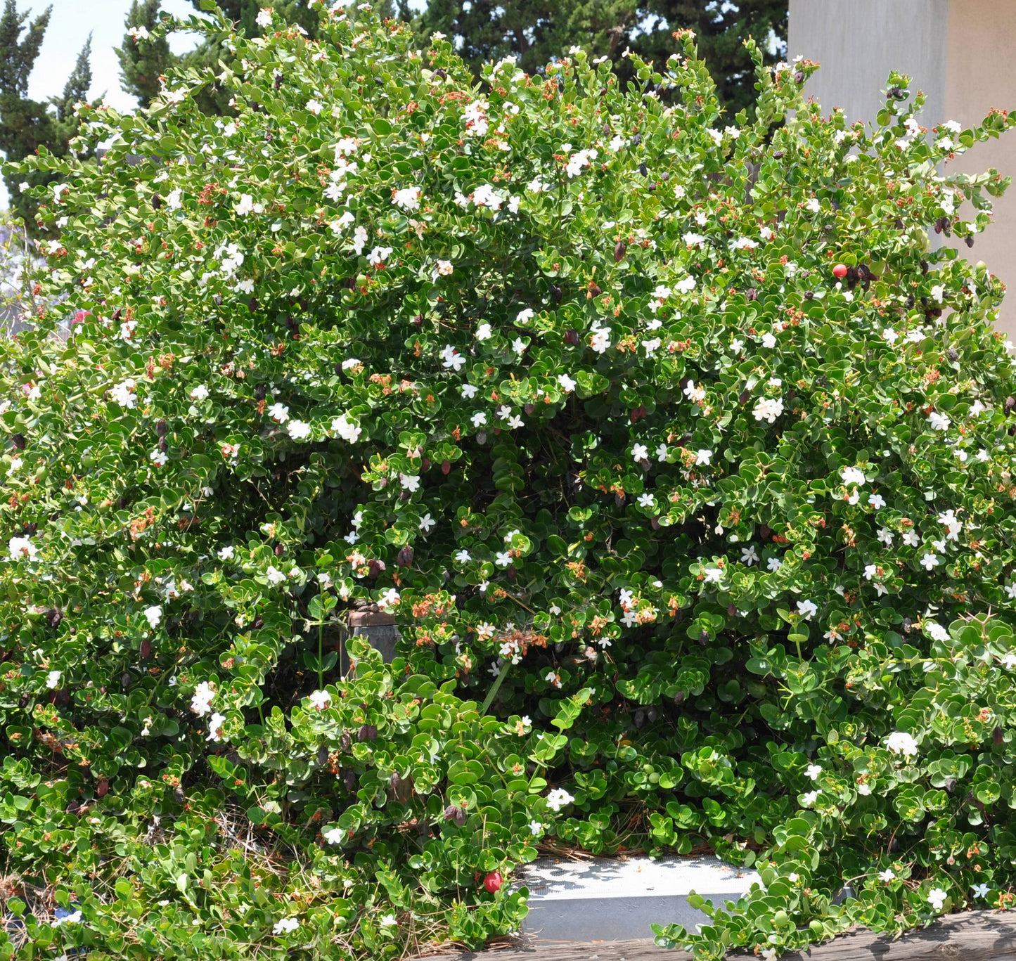 PLUM 'Natal' --Carissa macrocarpa--