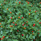 PEPPER 'Chile Pequin'