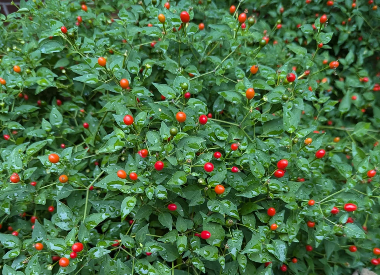 PEPPER 'Chile Pequin'