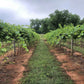 GRAPEVINE 'Blanc du Bois' --Vitis vinifera--