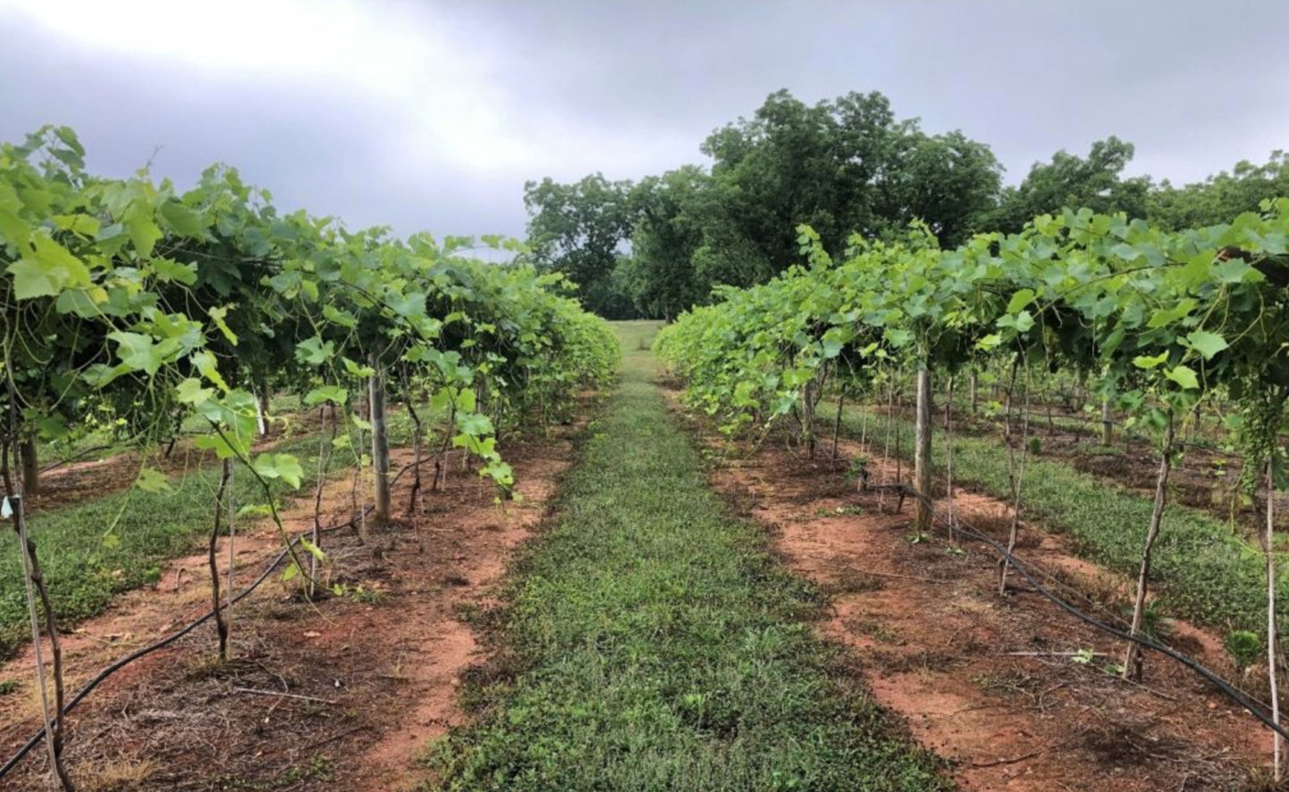 GRAPEVINE 'Blanc du Bois' --Vitis vinifera--