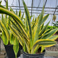 Sansevieria --Yellowstone Snake Plant--