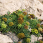 FENNEL 'Sea' --Crithmum maritimum--