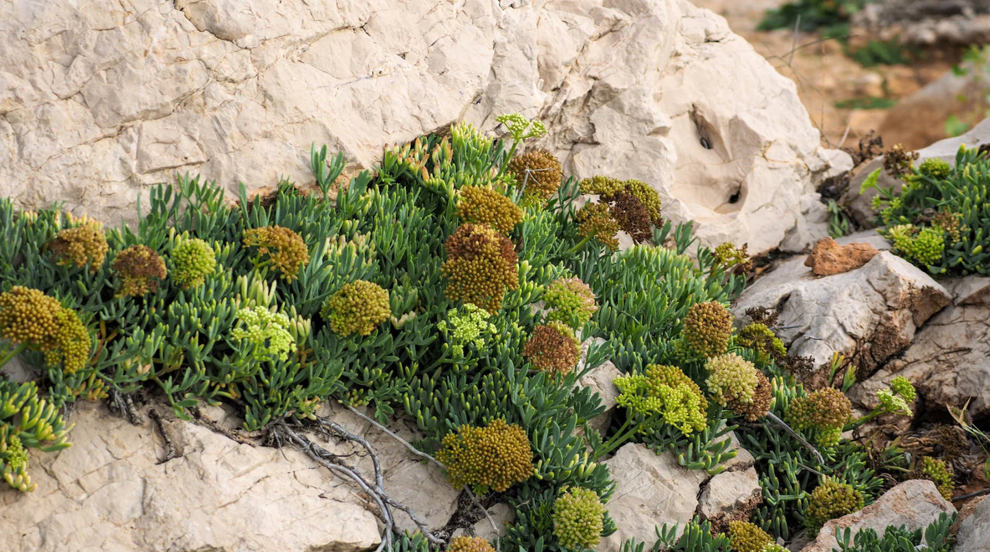FENNEL 'Sea' --Crithmum maritimum--
