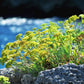 FENNEL 'Sea' --Crithmum maritimum--