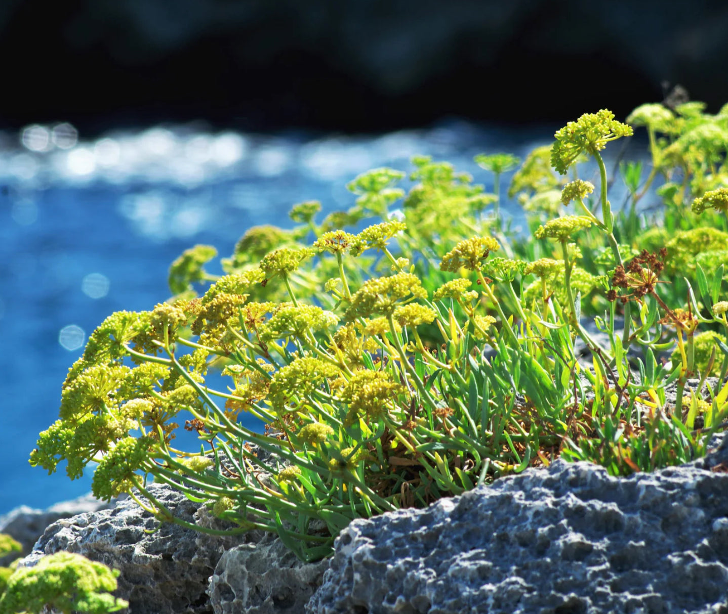 FENNEL 'Sea' --Crithmum maritimum--