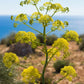 FENNEL 'Sea' --Crithmum maritimum--