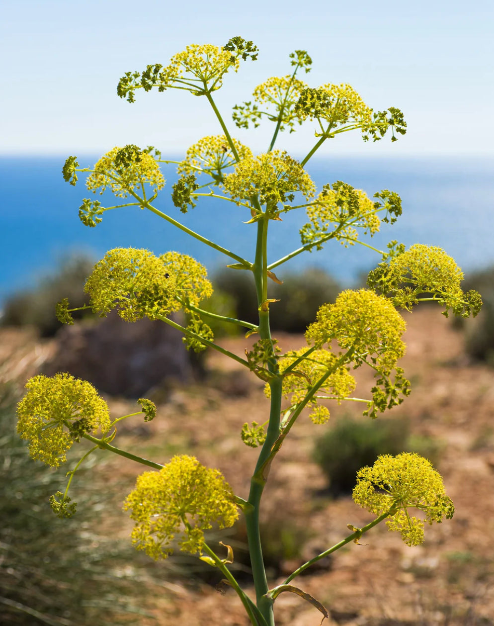 FENNEL 'Sea' --Crithmum maritimum--
