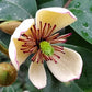 Michelia figo 'Skinneriana' --Skinner's Hardy Banana Magnolia--