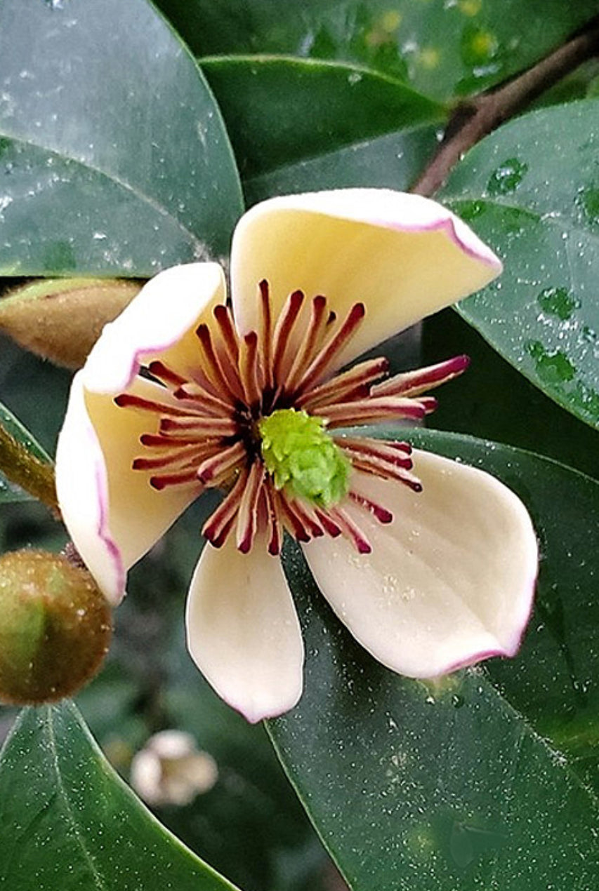 Michelia figo 'Skinneriana' --Skinner's Hardy Banana Magnolia--