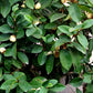 Michelia figo 'Skinneriana' --Skinner's Hardy Banana Magnolia--