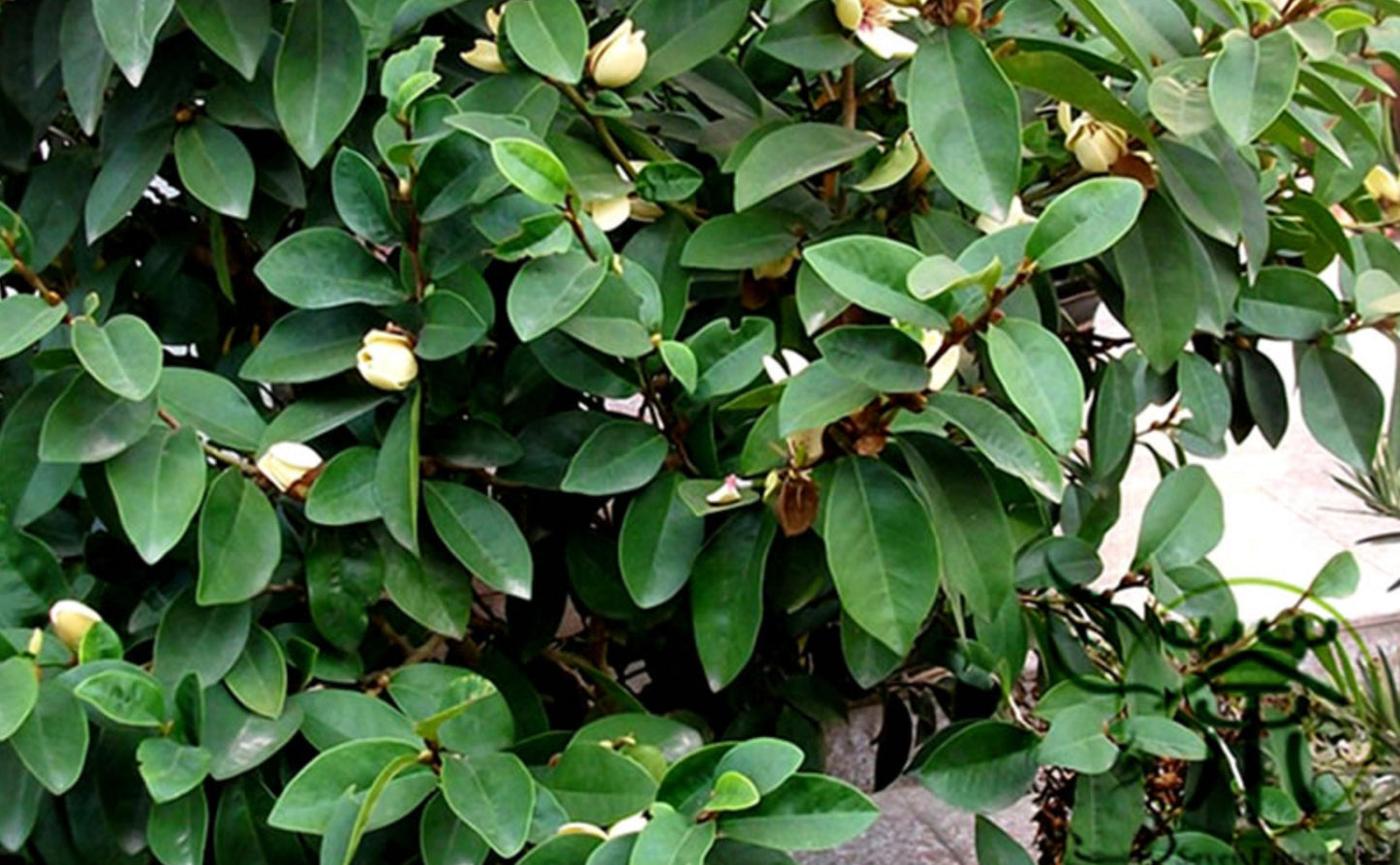 Michelia figo 'Skinneriana' --Skinner's Hardy Banana Magnolia--