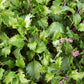 BASIL 'Mrihani' --Ocimum basilicum--