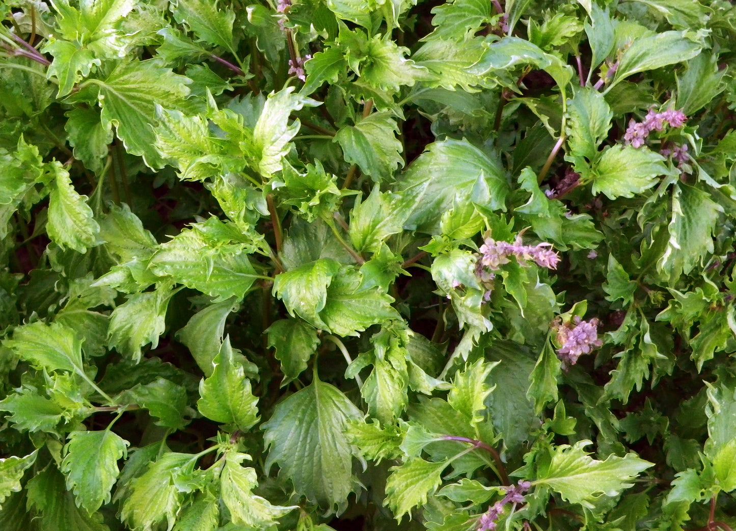 BASIL 'Mrihani' --Ocimum basilicum--