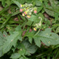 GYNURA 'Fireweed' --Crassocephalum crepidioides--