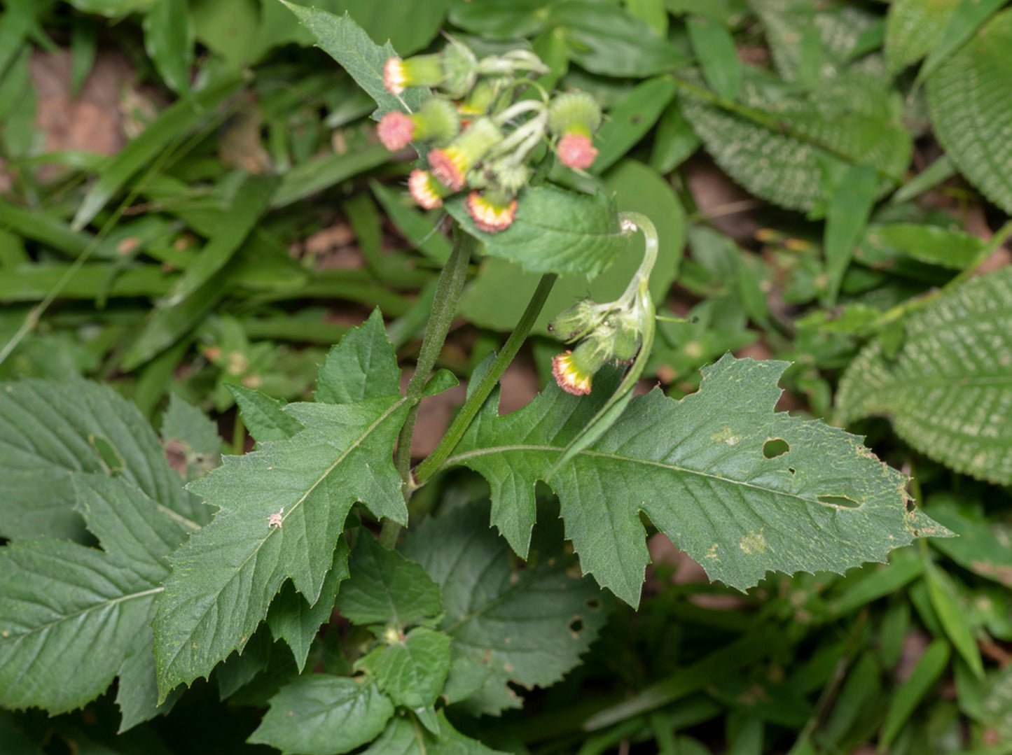 GYNURA 'Fireweed' --Crassocephalum crepidioides--