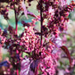 GOOSEFOOT 'Purple'