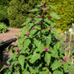 GOOSEFOOT 'Purple'