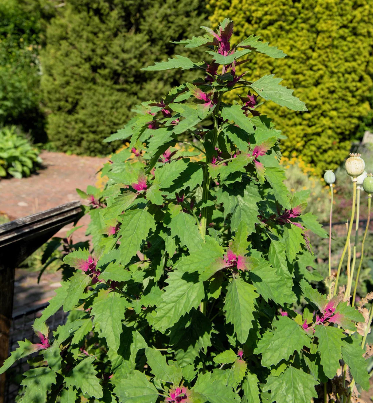 GOOSEFOOT 'Purple'