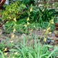 Echeandia texensis --Texas Shooting Star Lily--