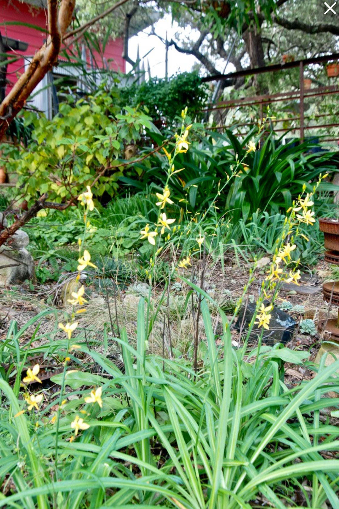 Echeandia texensis --Texas Shooting Star Lily--