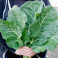 COLLARDS 'Top Chop'
