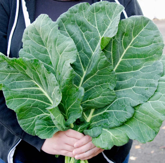 COLLARDS 'Top Chop'