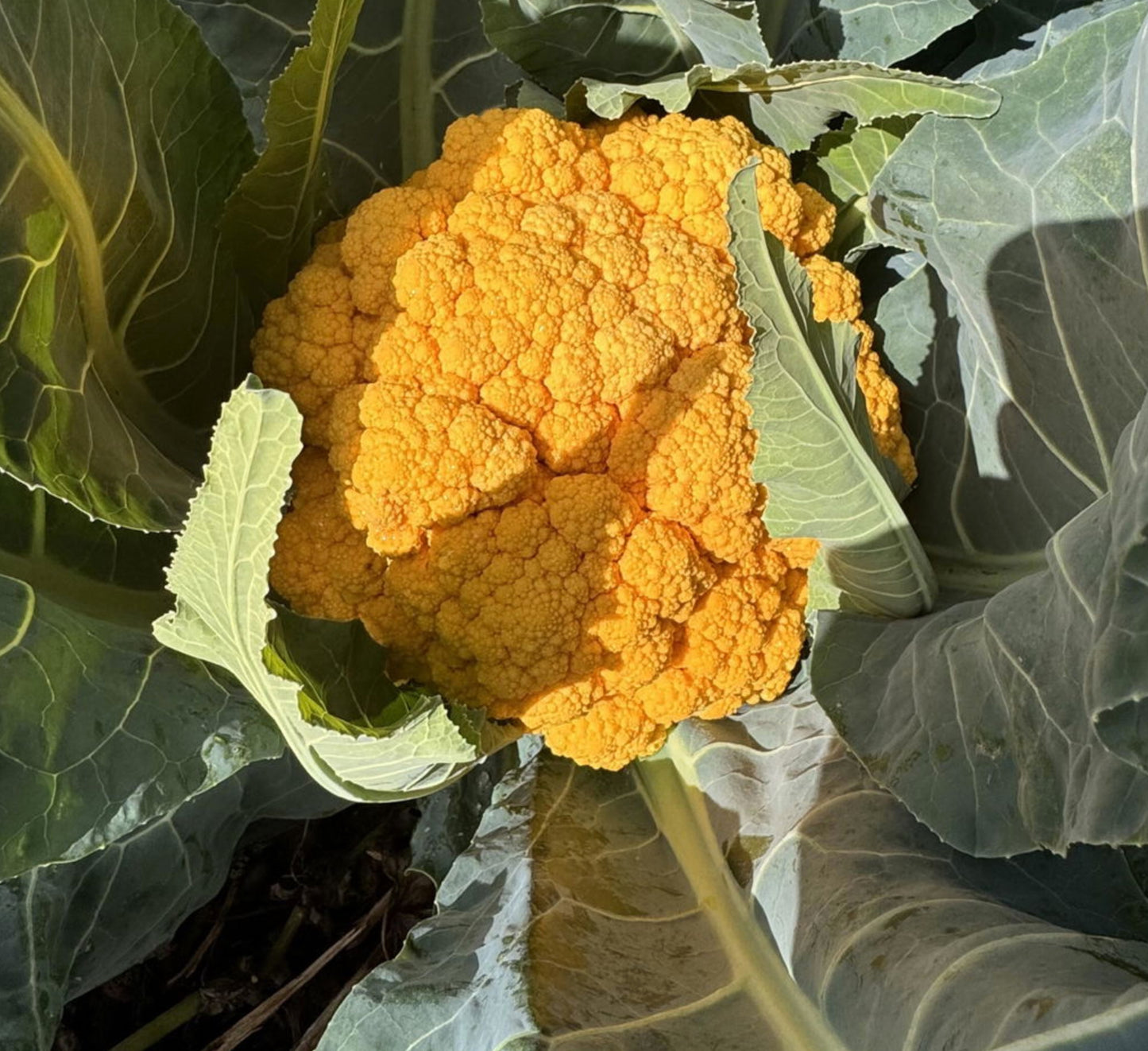 CAULIFLOWER 'Clementine'