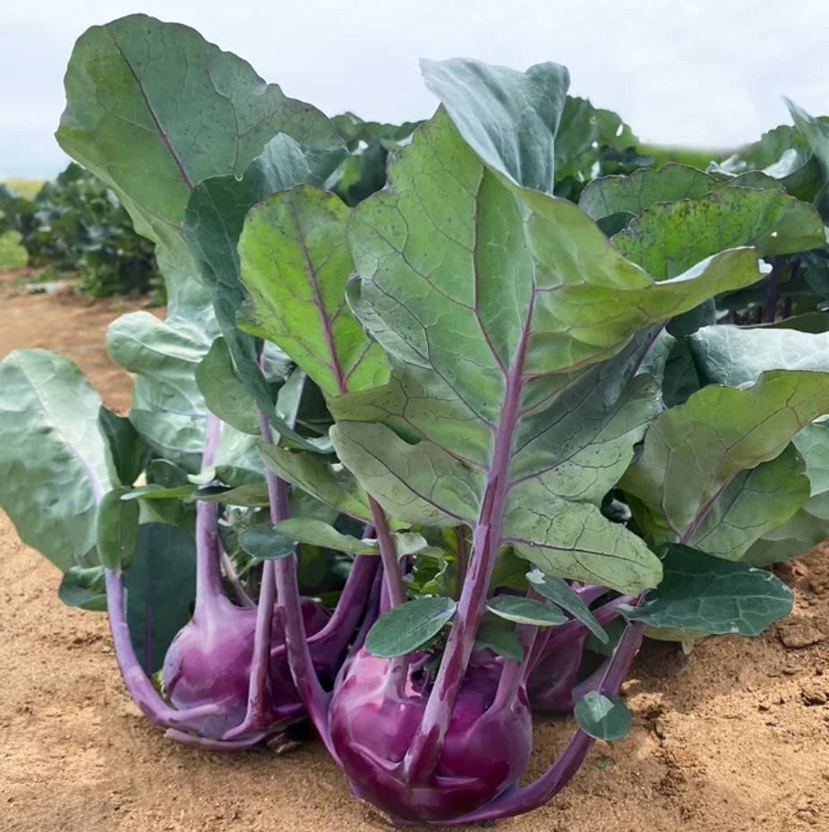 KOHLRABI 'Konstance'
