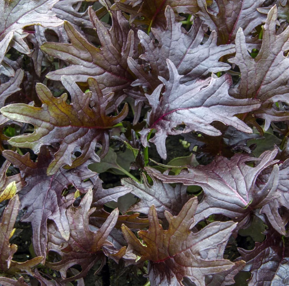 KALE 'KX-1'