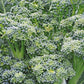 BROCCOLI 'Ramoso Santana'