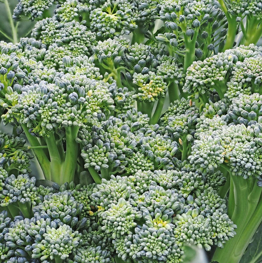 BROCCOLI 'Ramoso Santana'