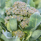BROCCOLI 'Ramoso Santana'