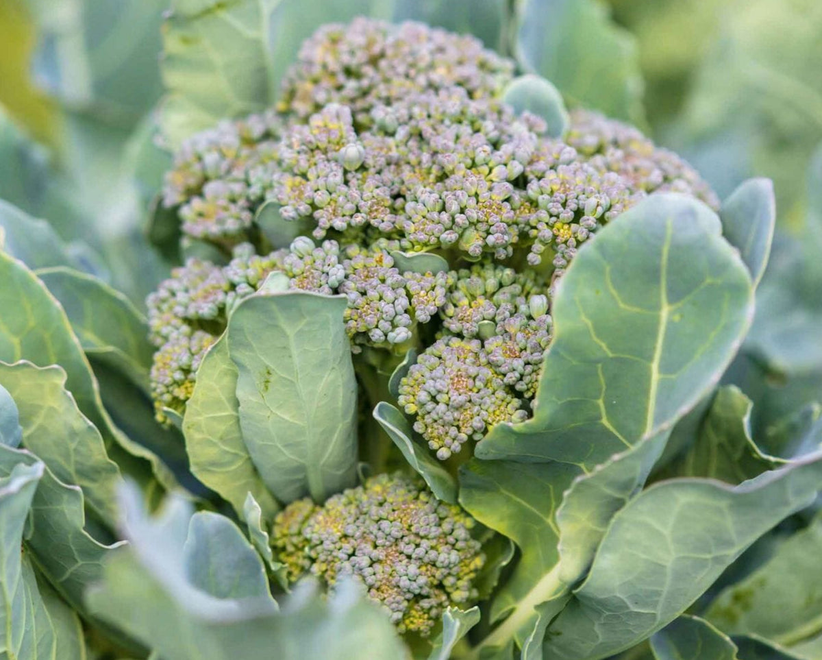 BROCCOLI 'Ramoso Santana'